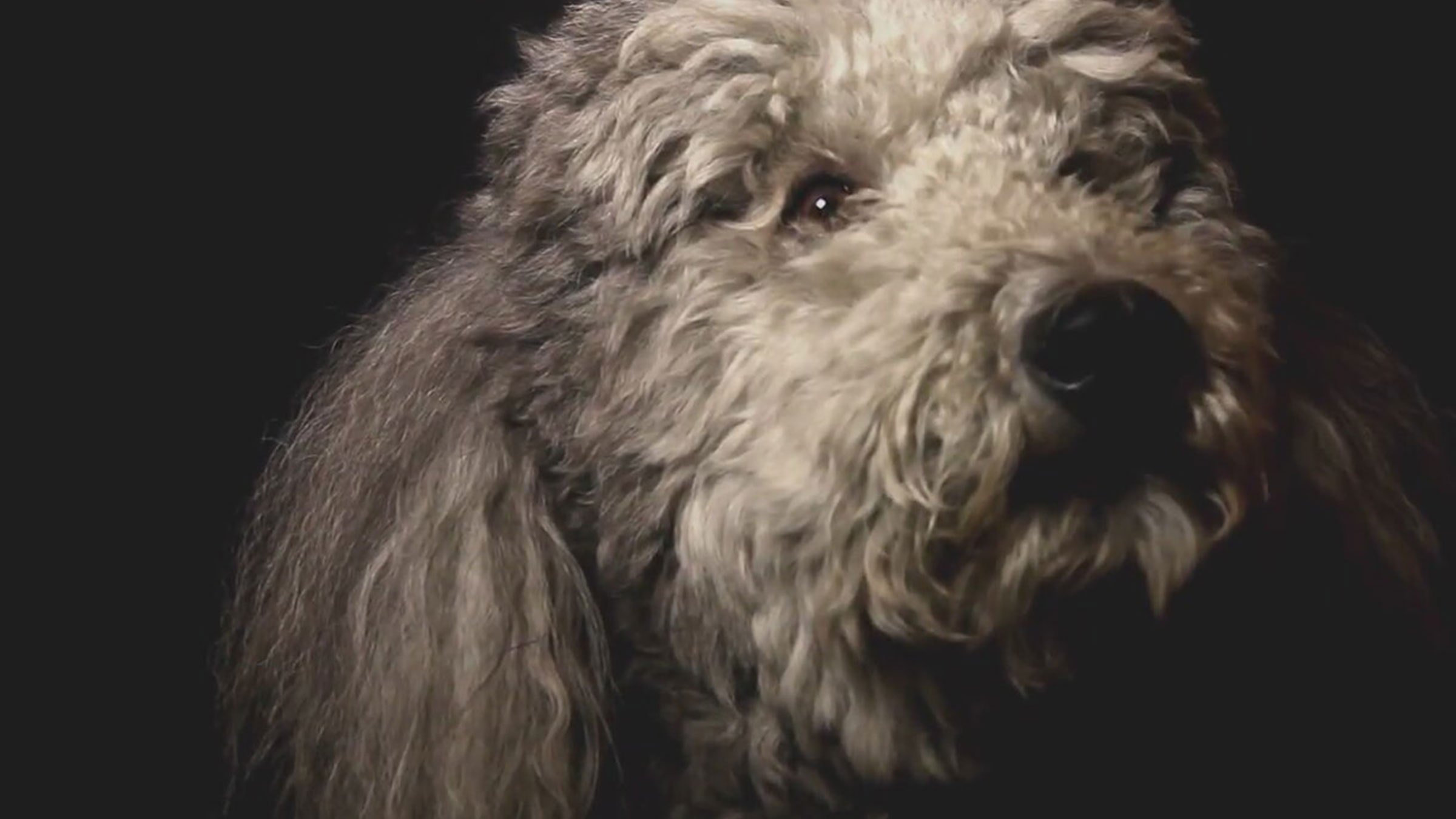 Köpeğin Kalbi