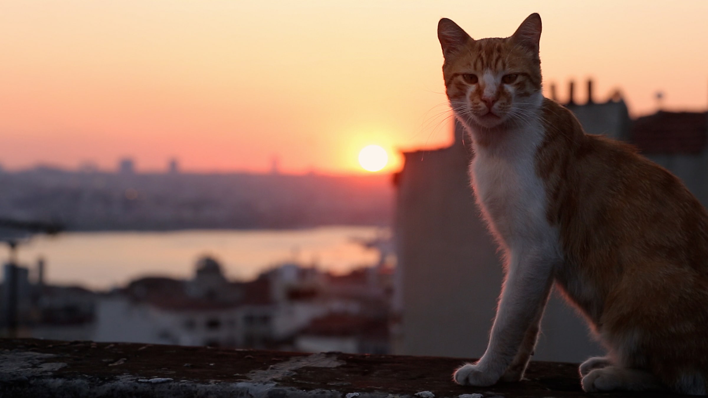 Kedi
