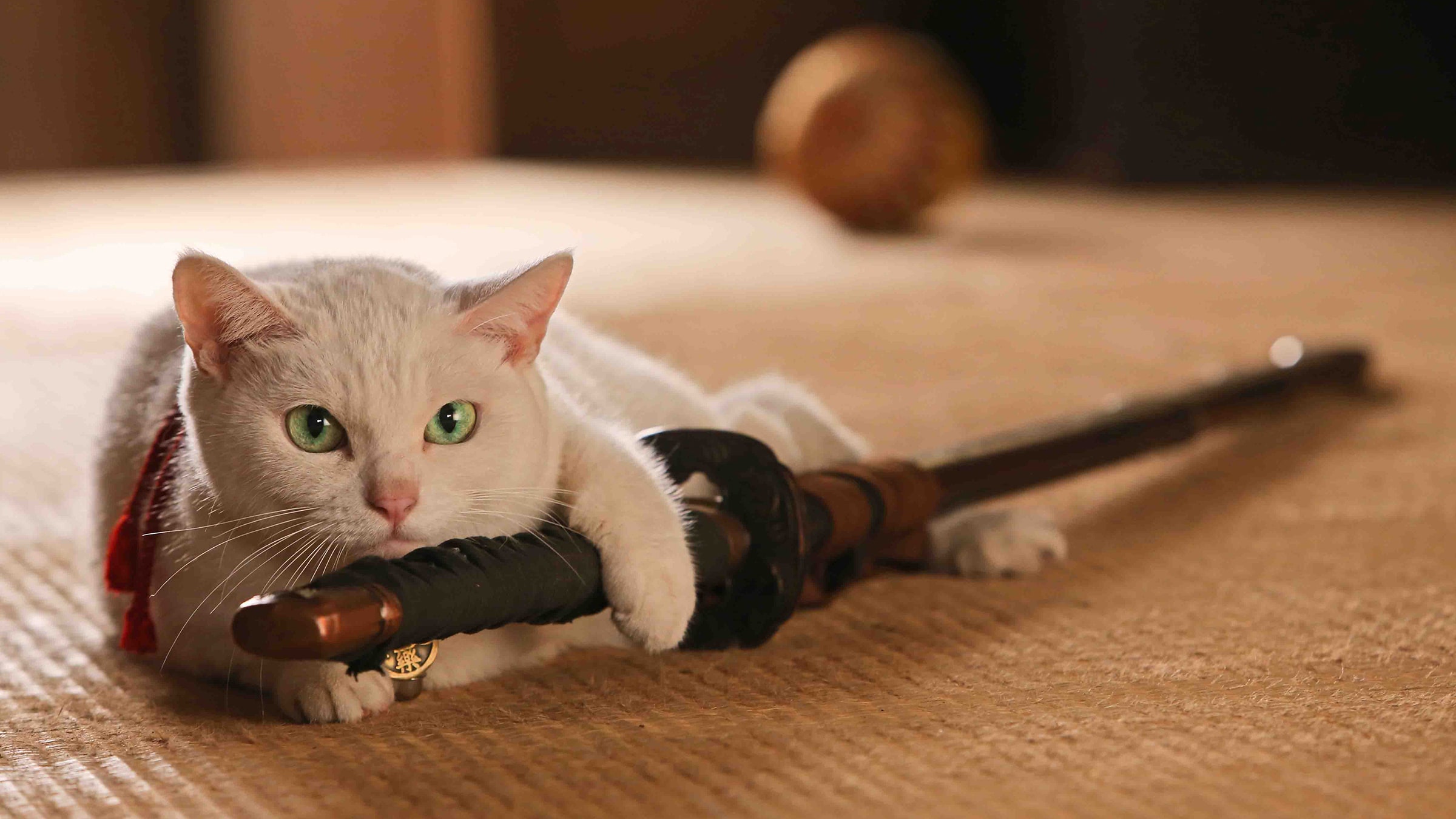 Samuray Kedi