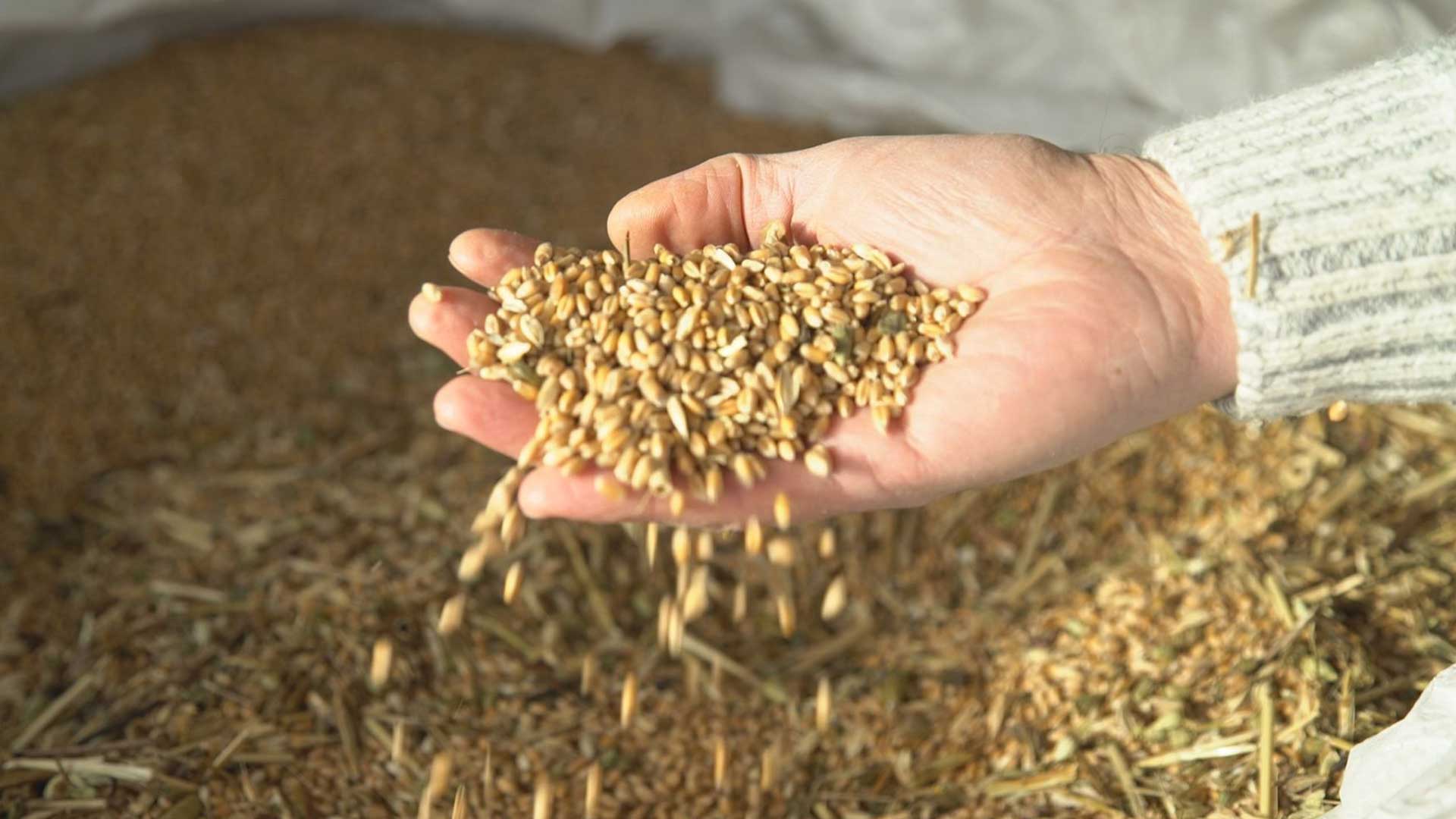 Kârlı Tohumlar