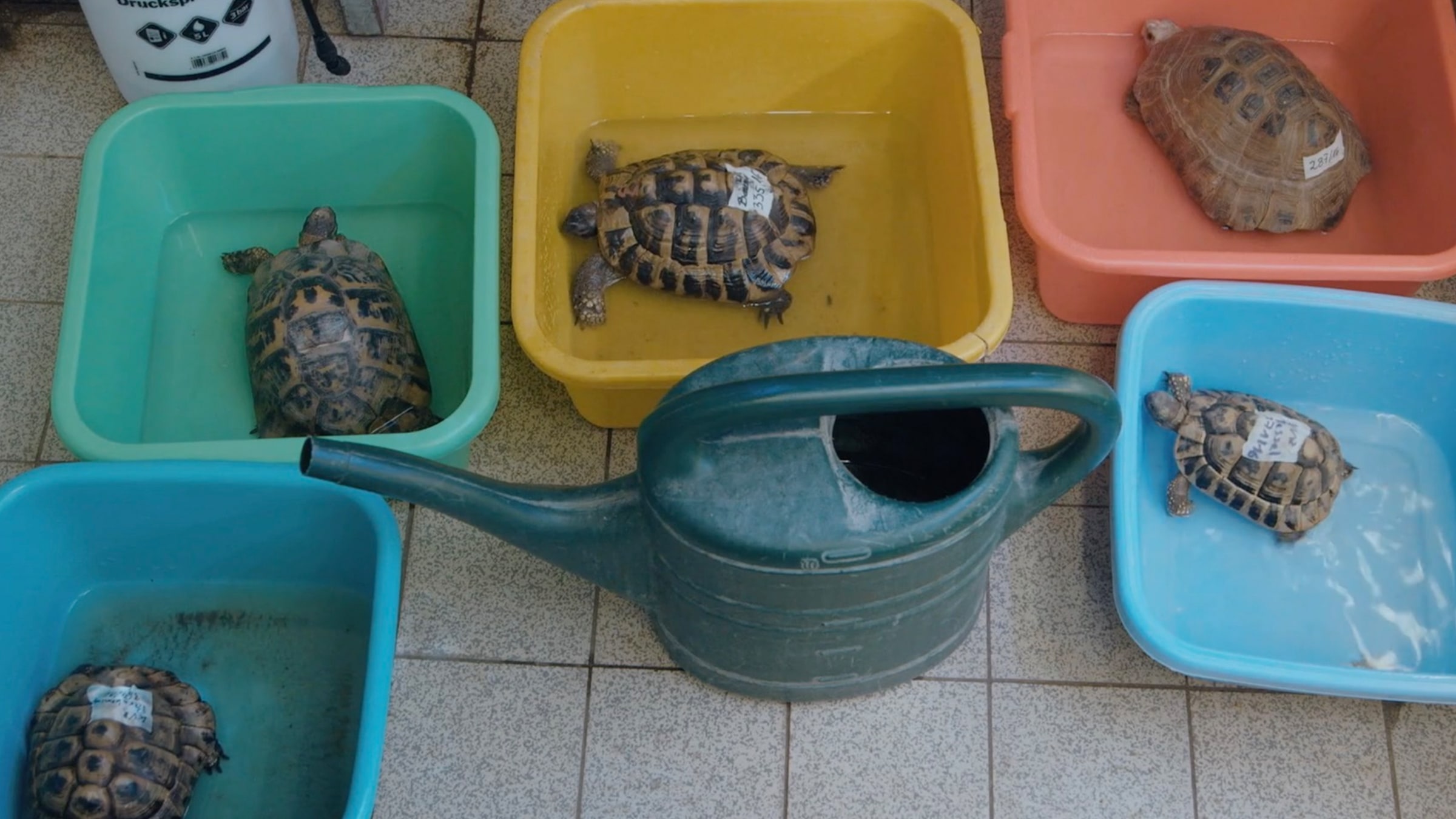 Turtle Shells