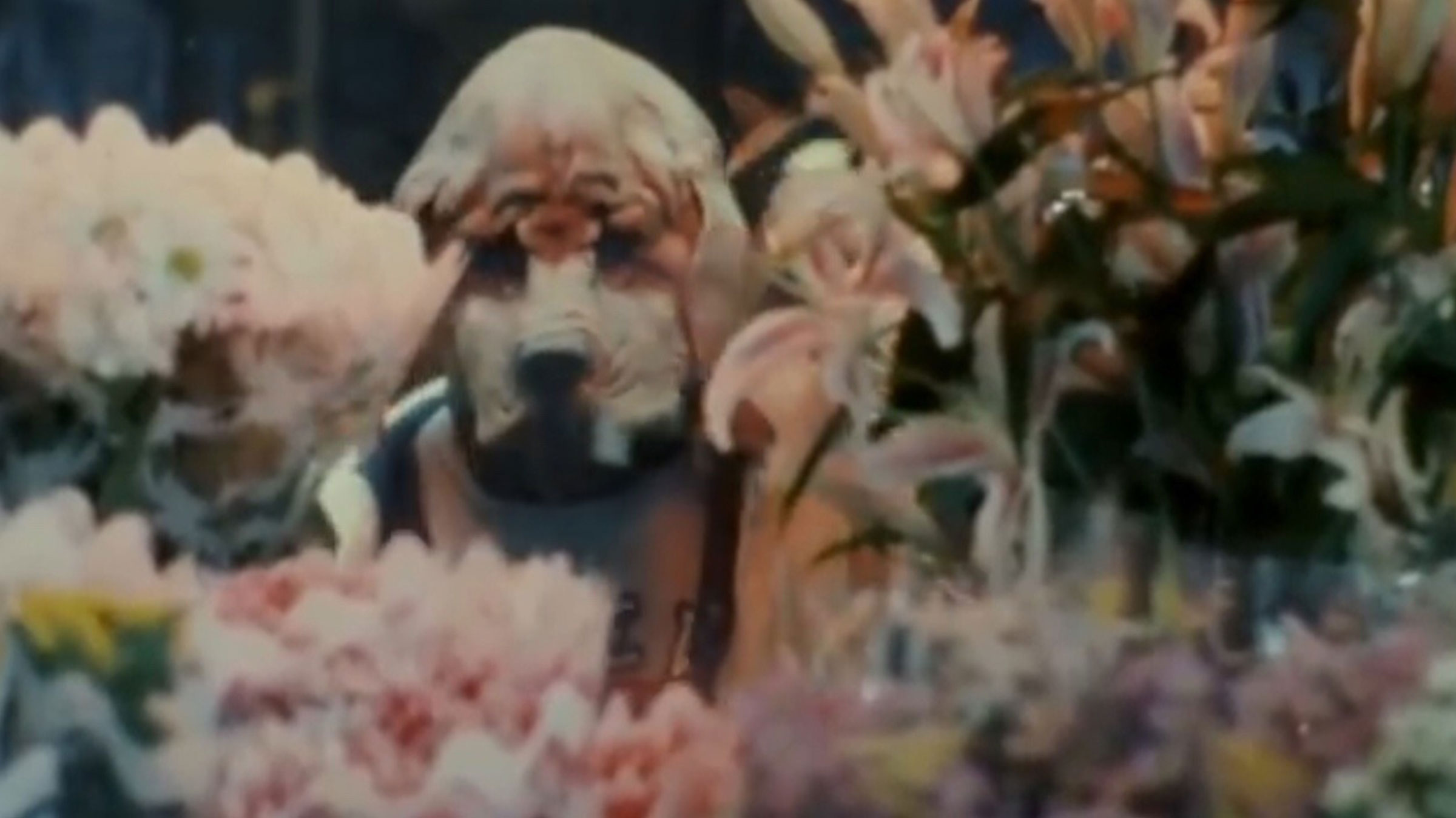 Yönetmenin Müzik Videosu (1991 – 1998) görsel 0