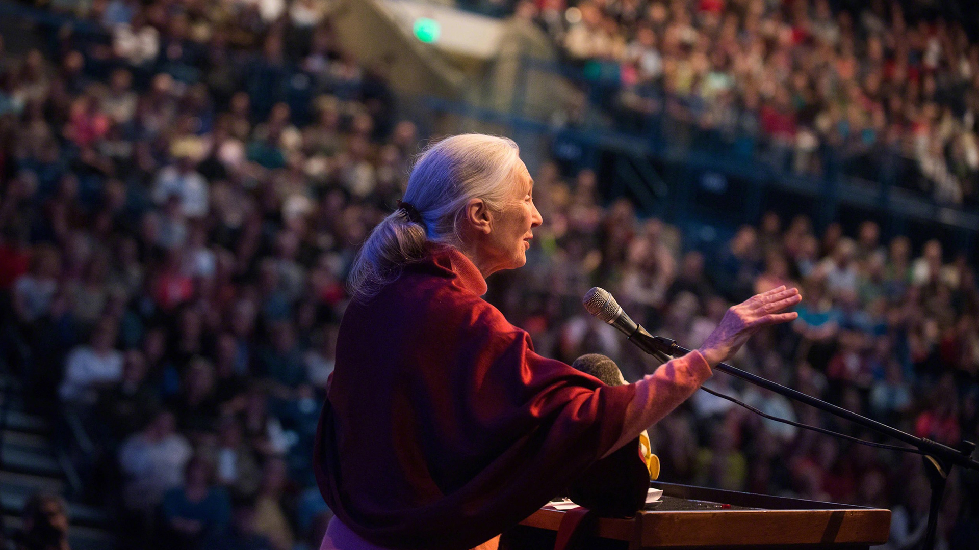 Umuda Dair <br> Jane Goodall slide 2