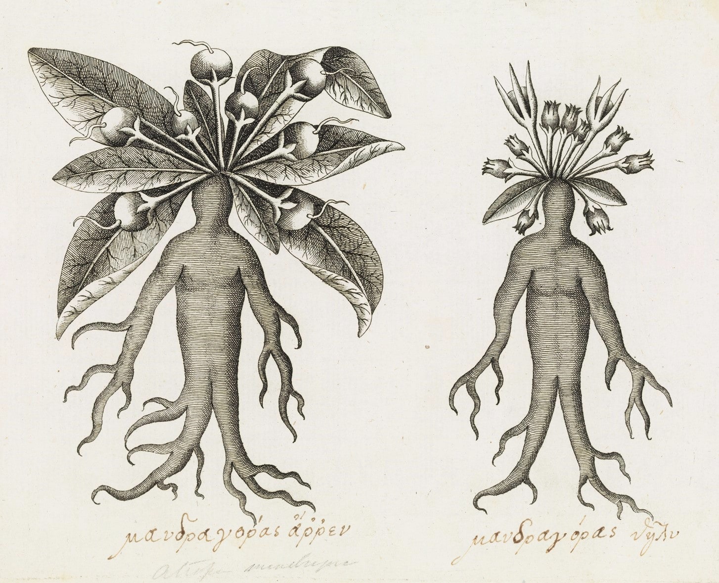 Codex Aniciae Julianae